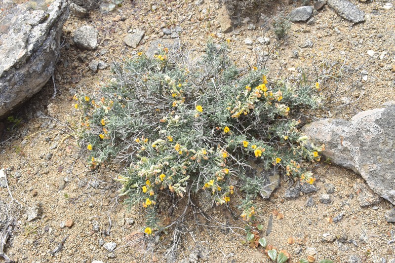 Adesmia pungens photo 6