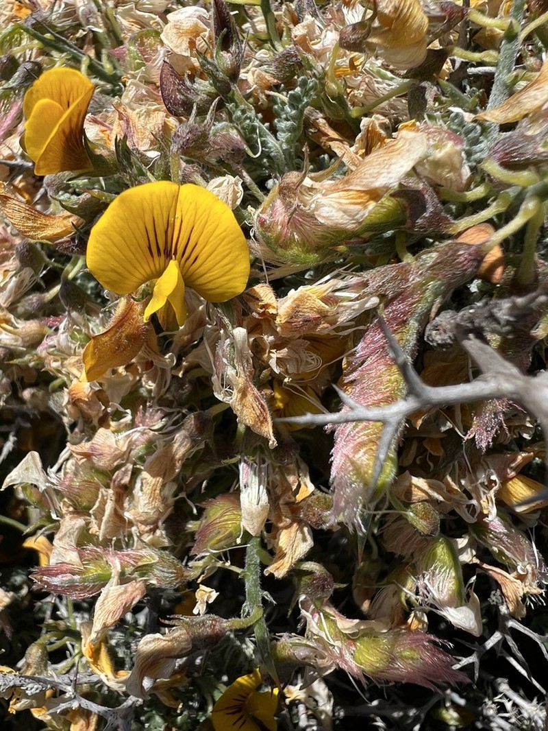 Adesmia pungens photo 7