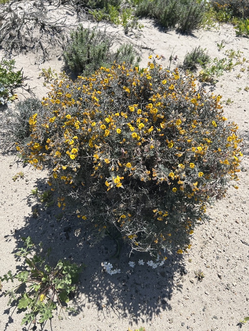 Adesmia pungens photo 8