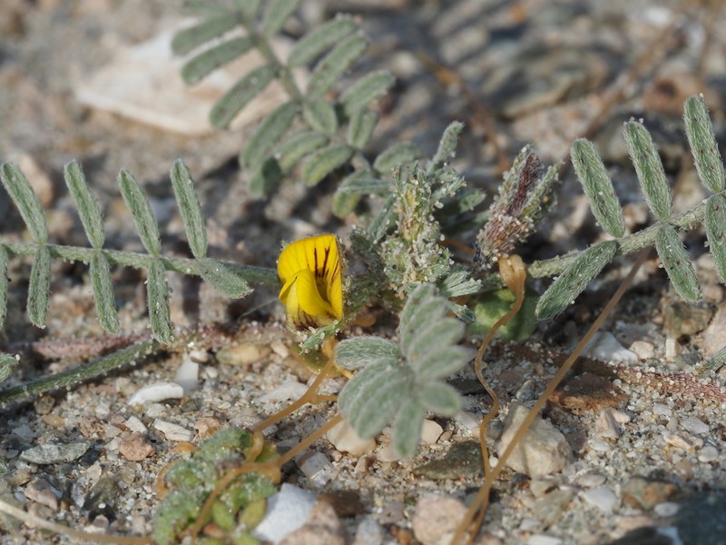 Adesmia pusilla