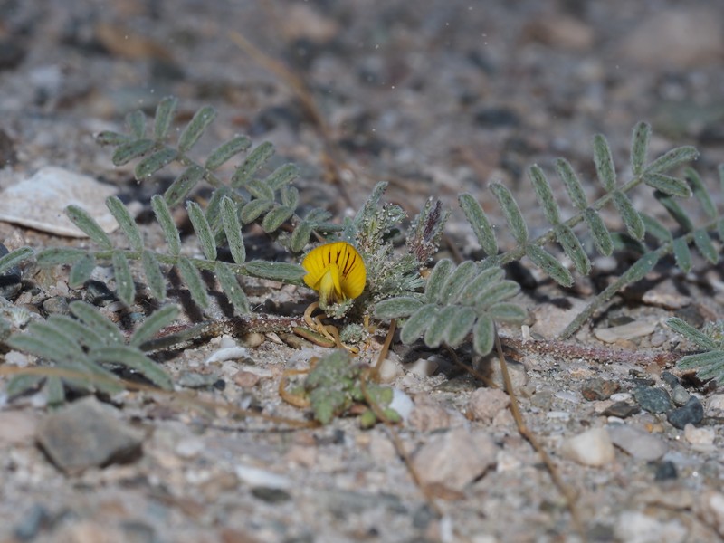 Adesmia pusilla photo 2