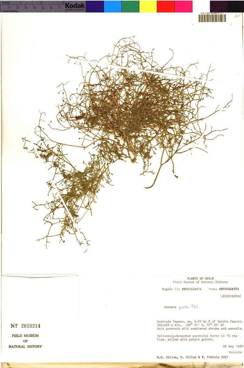 Adesmia pusilla photo 3
