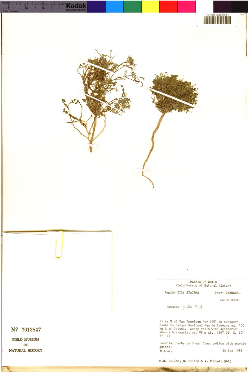 Adesmia pusilla photo 4