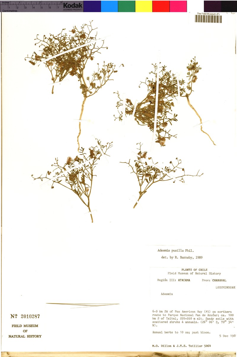 Adesmia pusilla photo 6