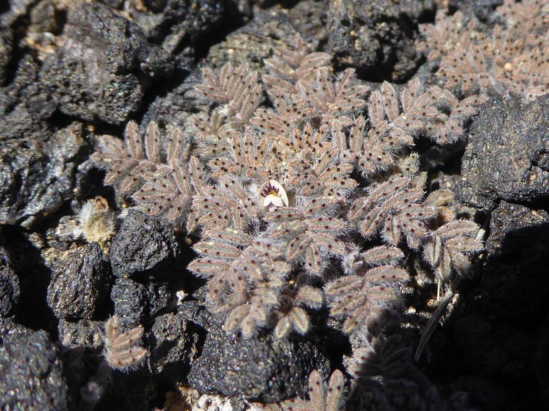 Adesmia quadripinnata