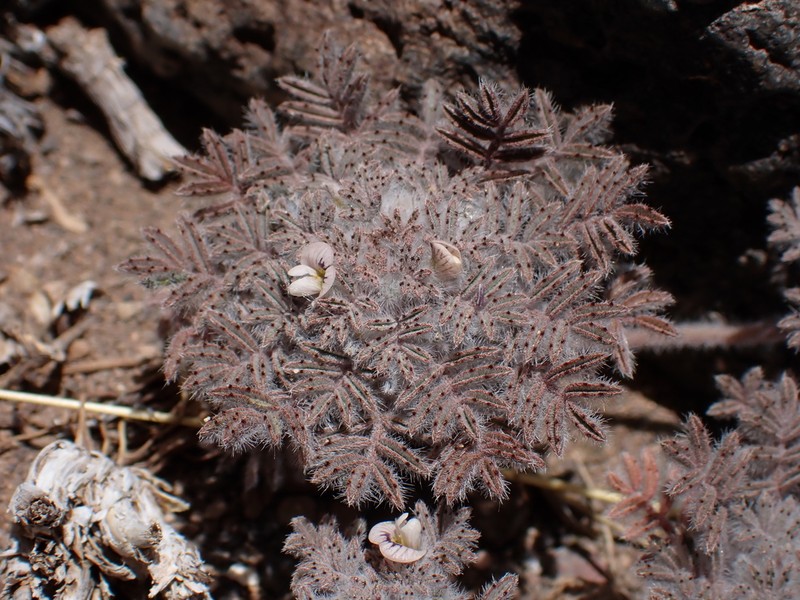 Adesmia quadripinnata photo 2