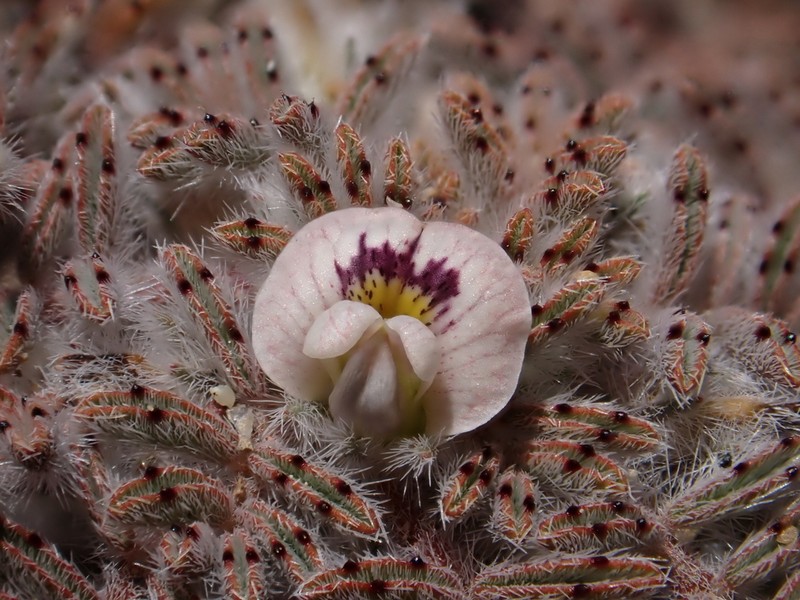 Adesmia quadripinnata photo 3