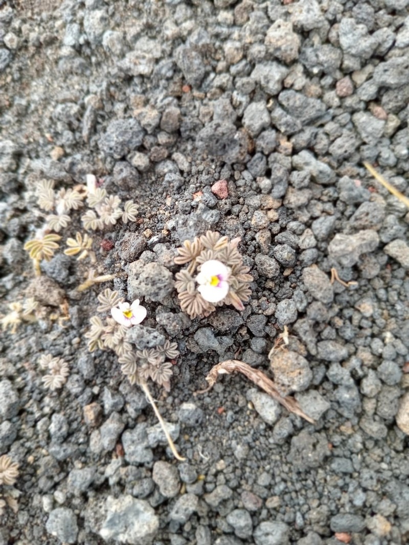 Adesmia quadripinnata photo 4