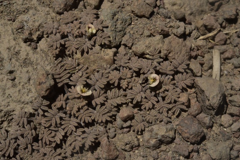 Adesmia quadripinnata photo 5