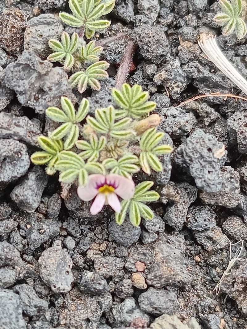 Adesmia quadripinnata photo 6