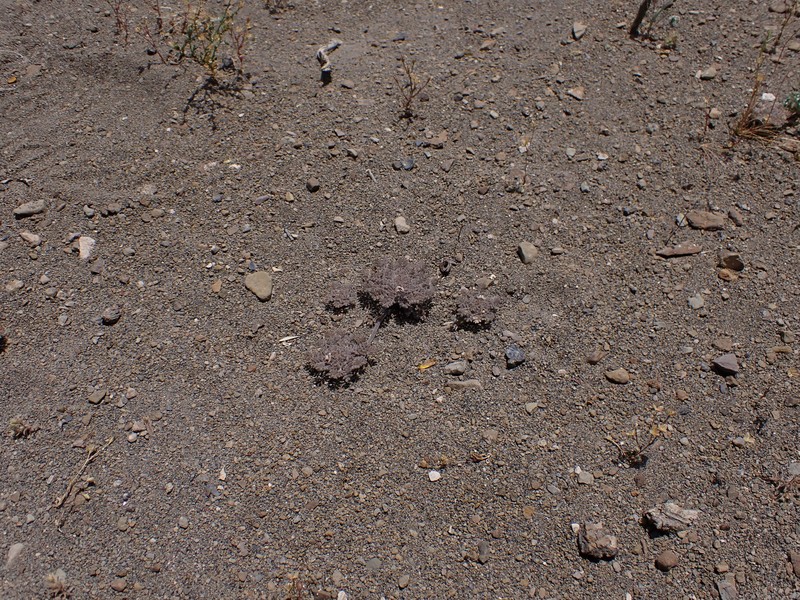 Adesmia quadripinnata photo 8
