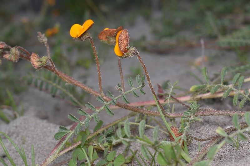 Adesmia reclinata