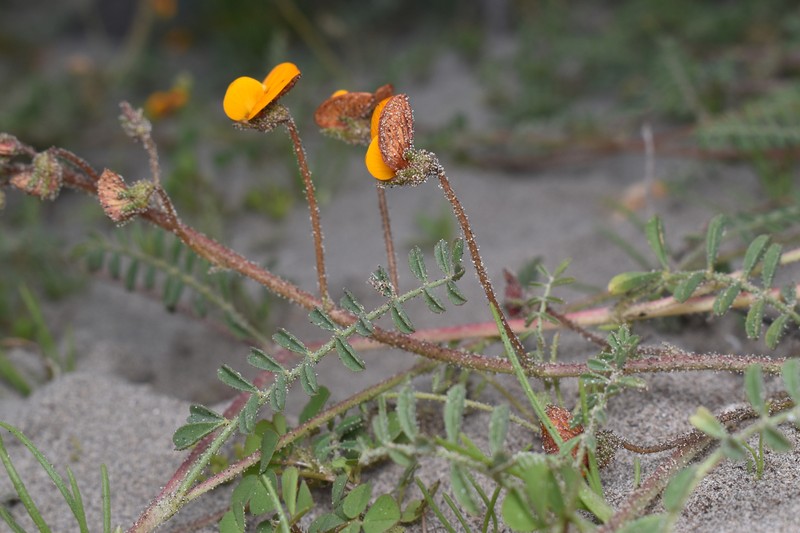 Adesmia reclinata photo 2