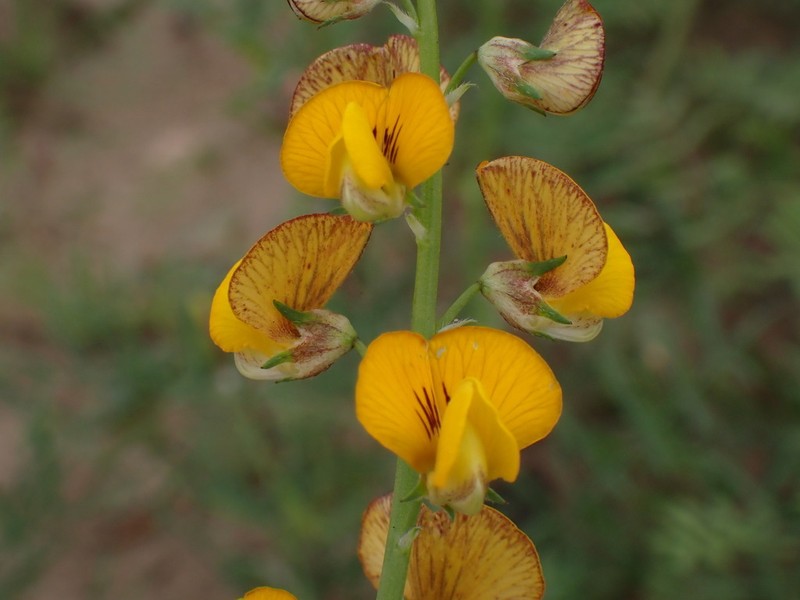 Adesmia reclinata photo 3
