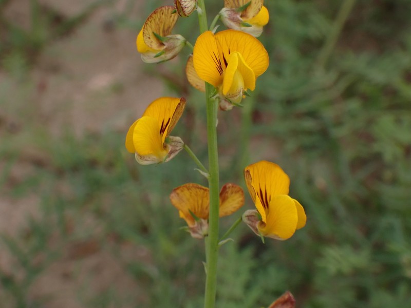 Adesmia reclinata photo 5