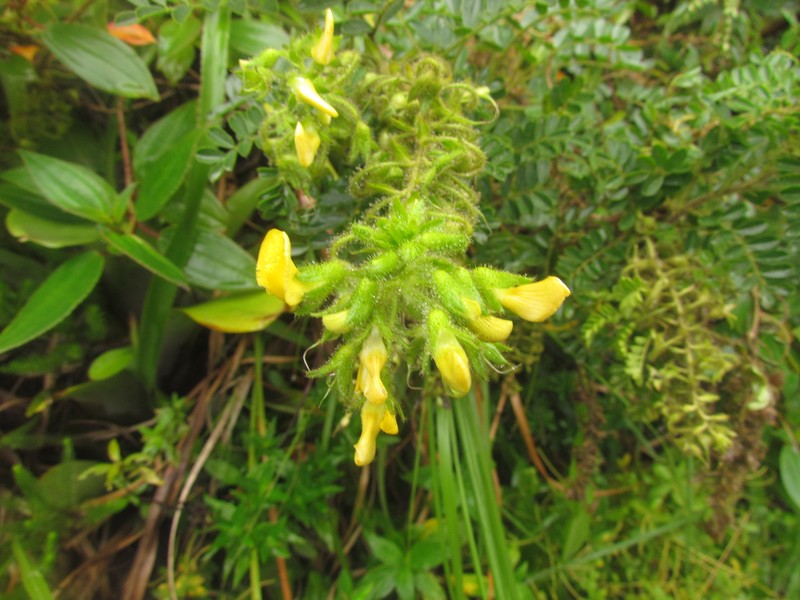 Adesmia reitziana photo 3