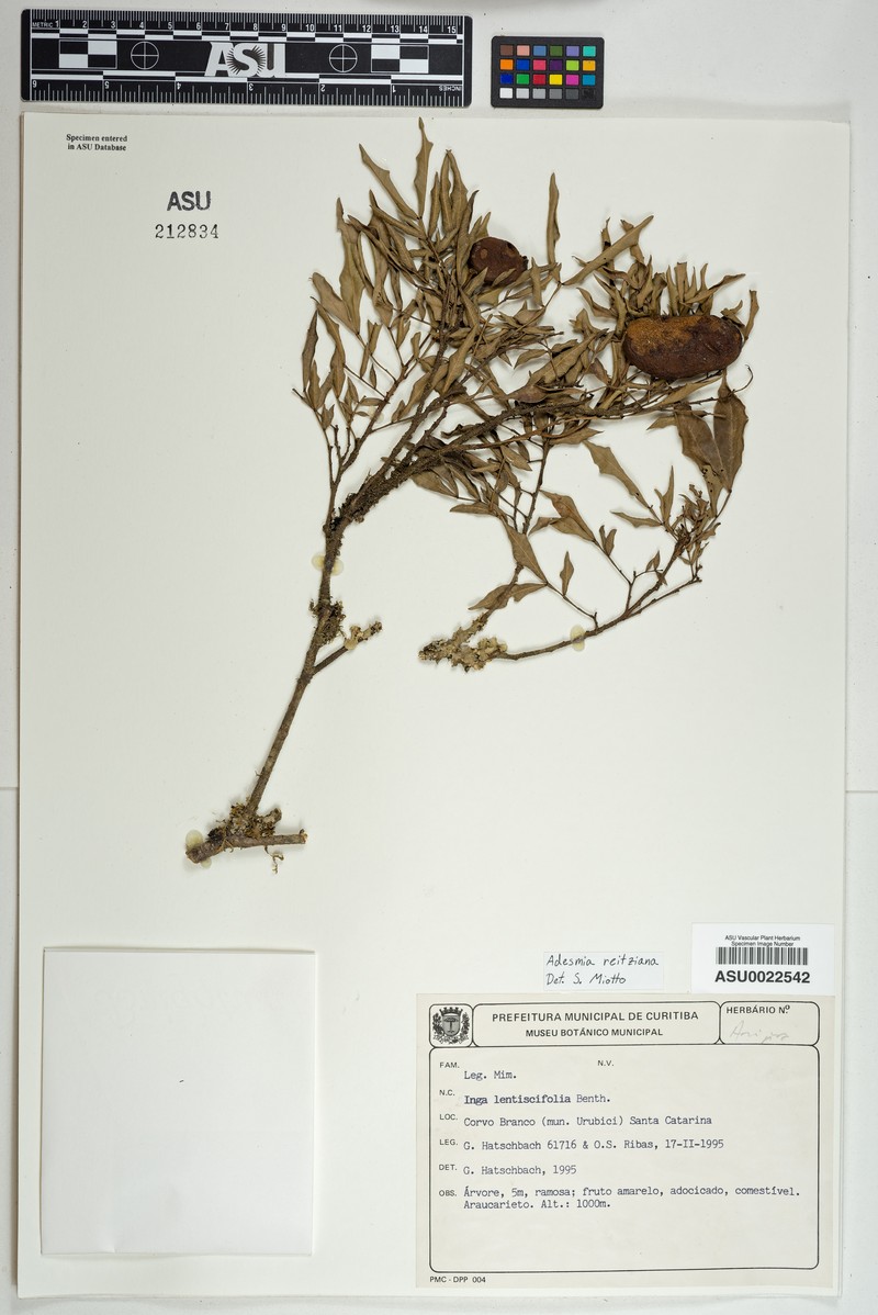 Adesmia reitziana photo 5