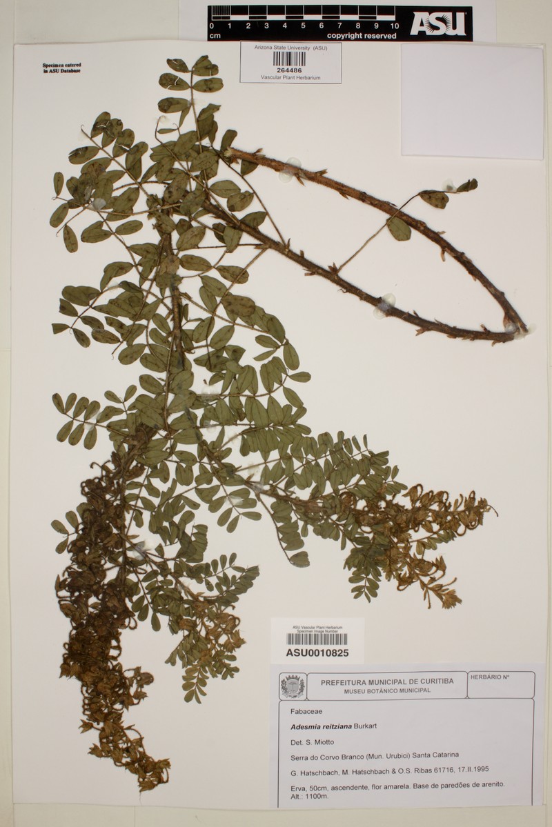 Adesmia reitziana photo 6