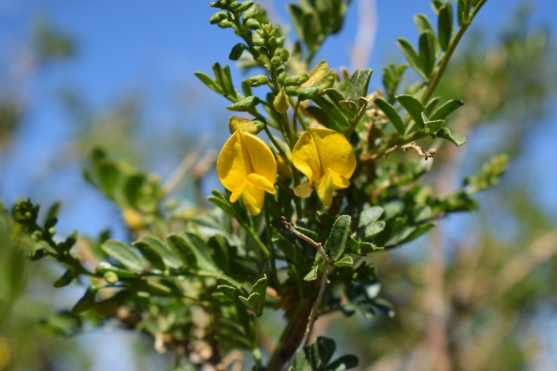 Adesmia resinosa