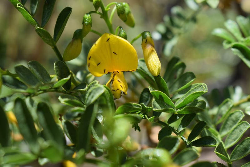 Adesmia resinosa photo 2