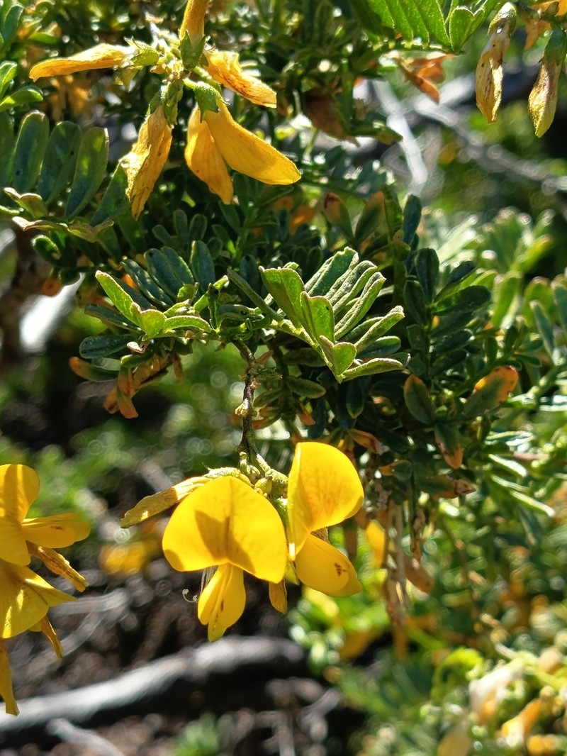 Adesmia resinosa photo 3