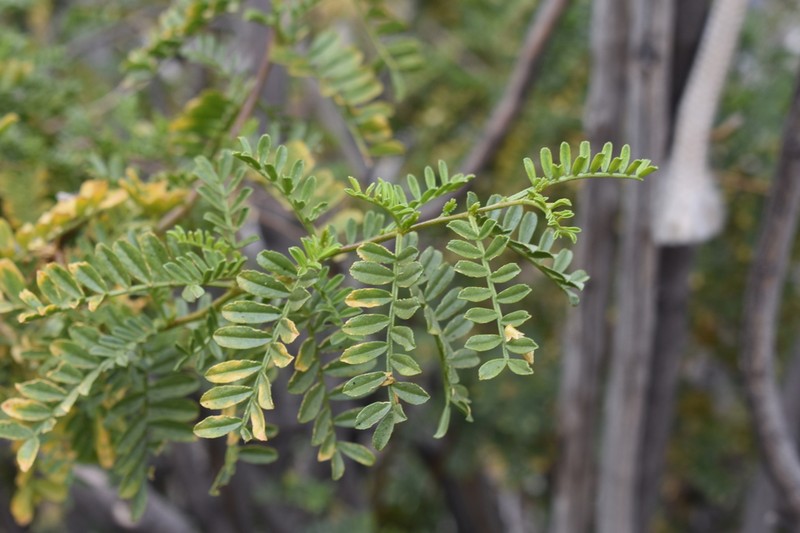 Adesmia resinosa photo 4