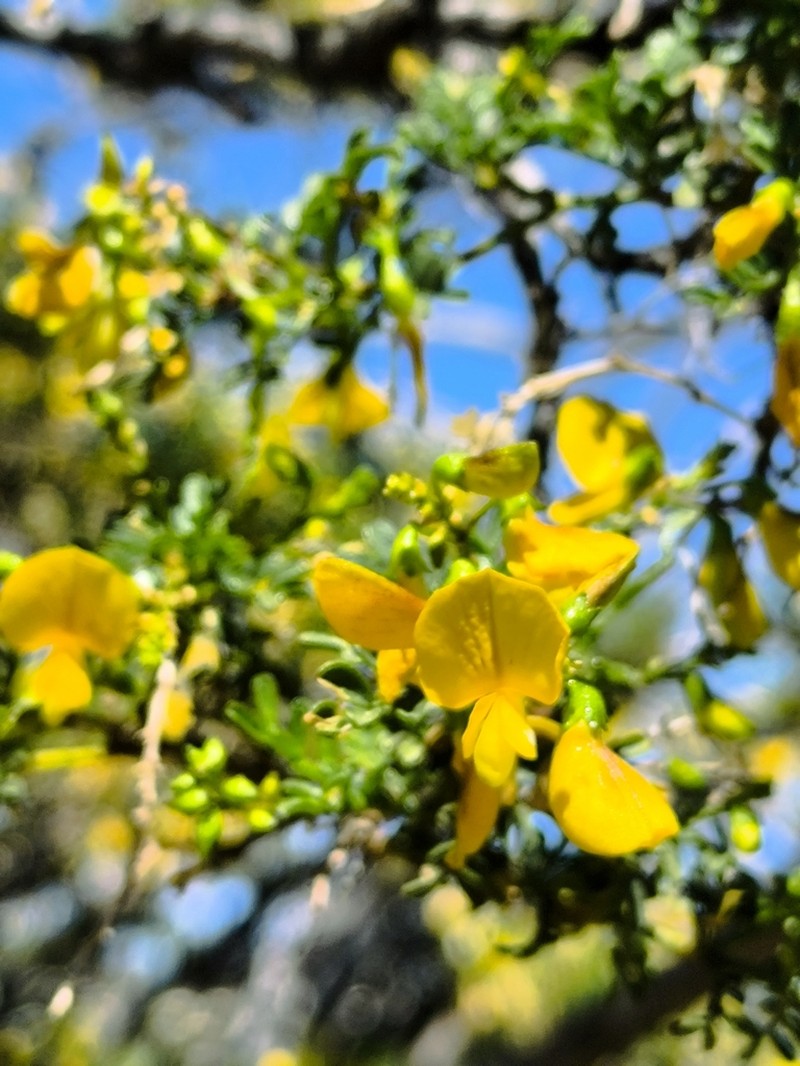 Adesmia resinosa photo 5
