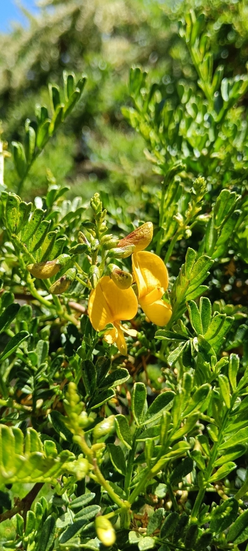 Adesmia resinosa photo 6