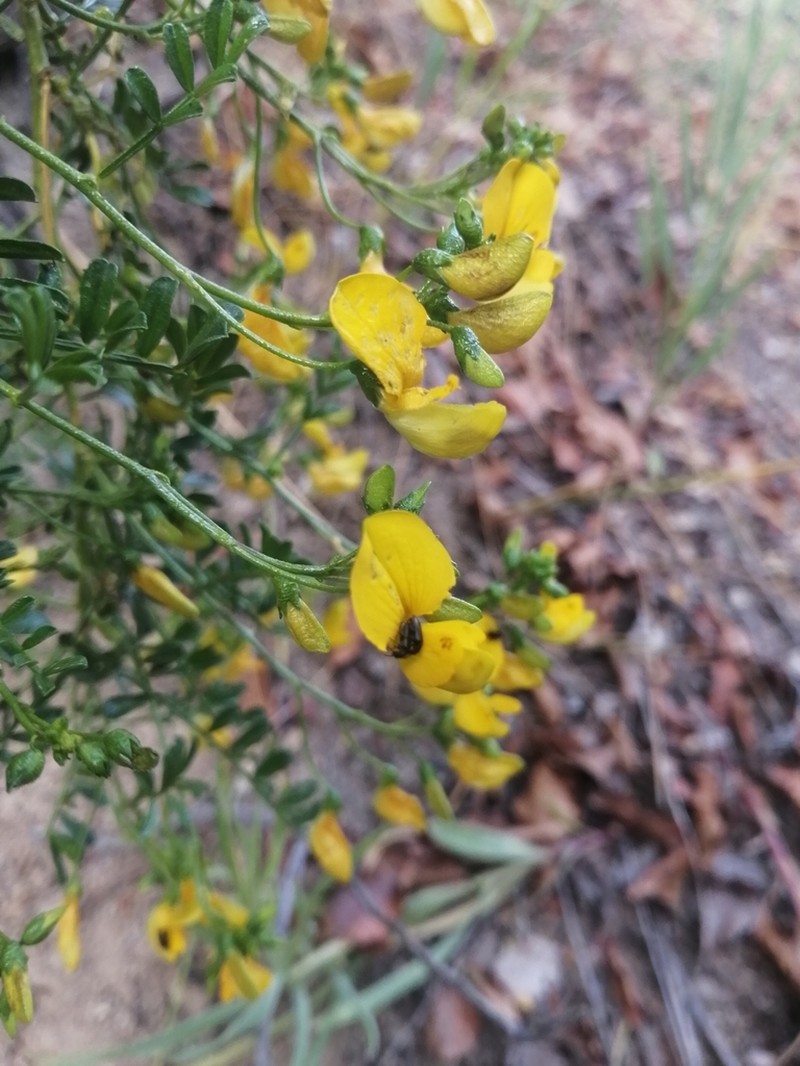 Adesmia resinosa photo 7