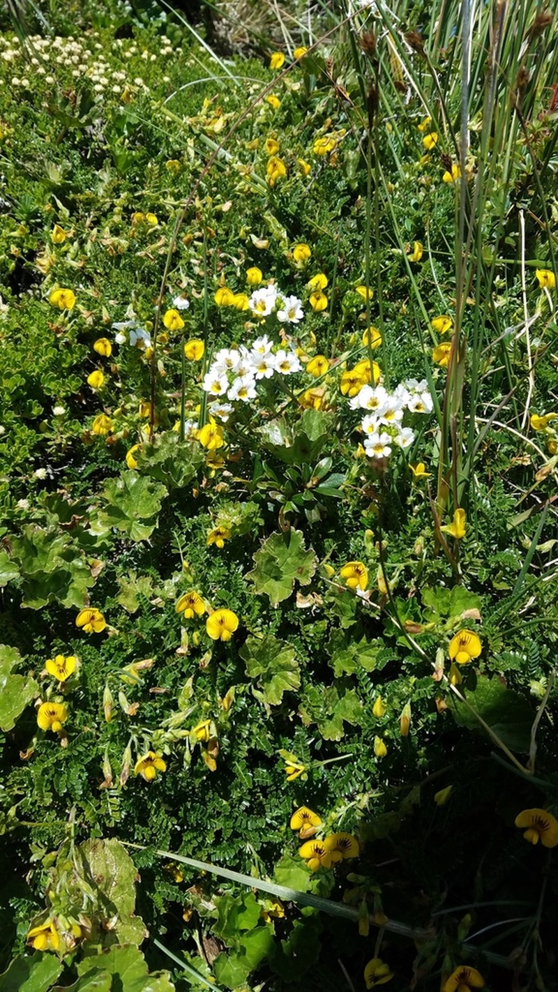 Adesmia retusa