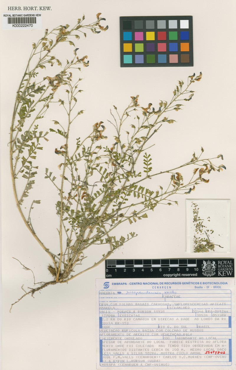 Adesmia riograndensis