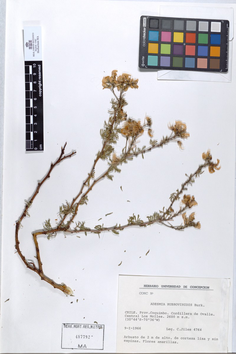 Adesmia rubroviridis photo 2