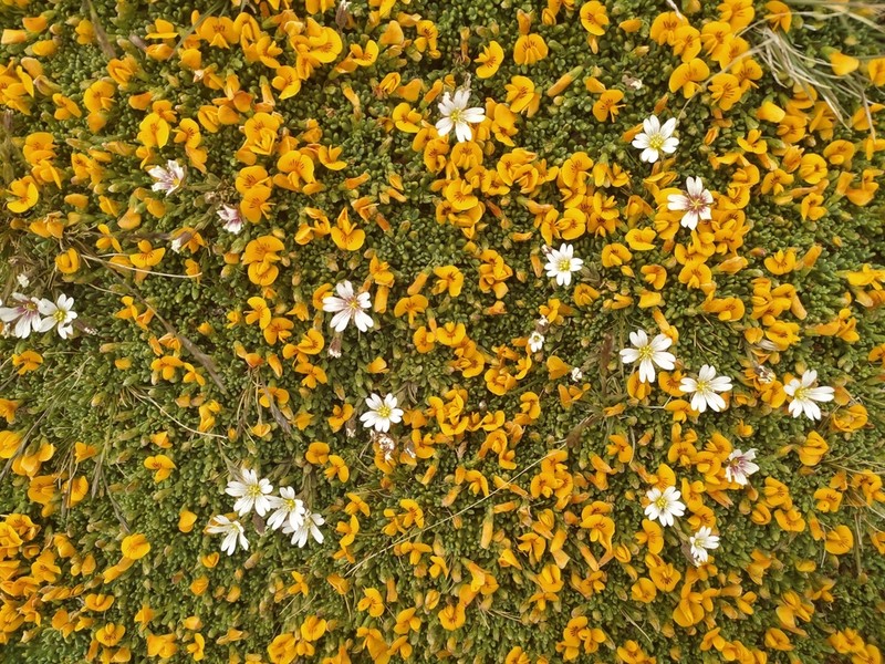 Adesmia salicornioides