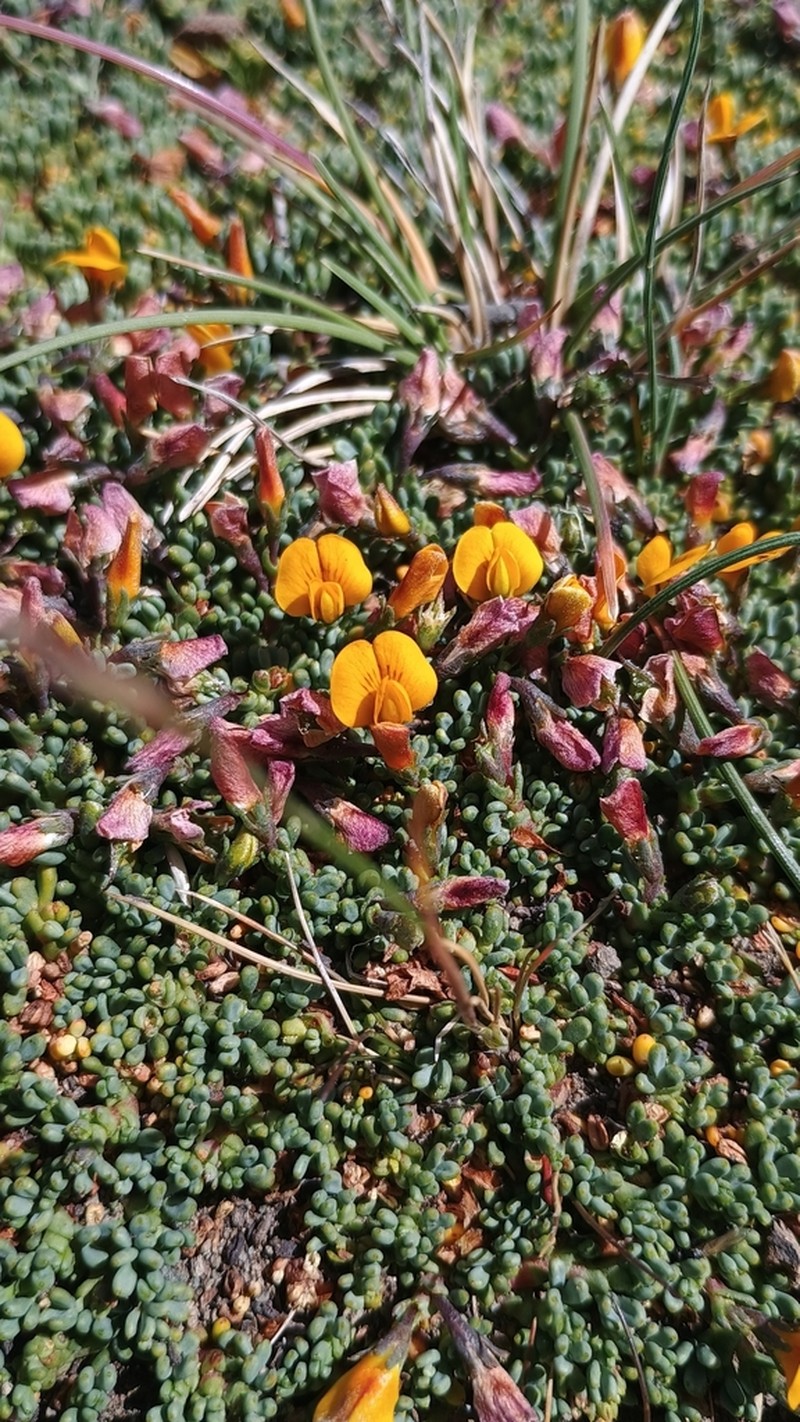 Adesmia salicornioides photo 2