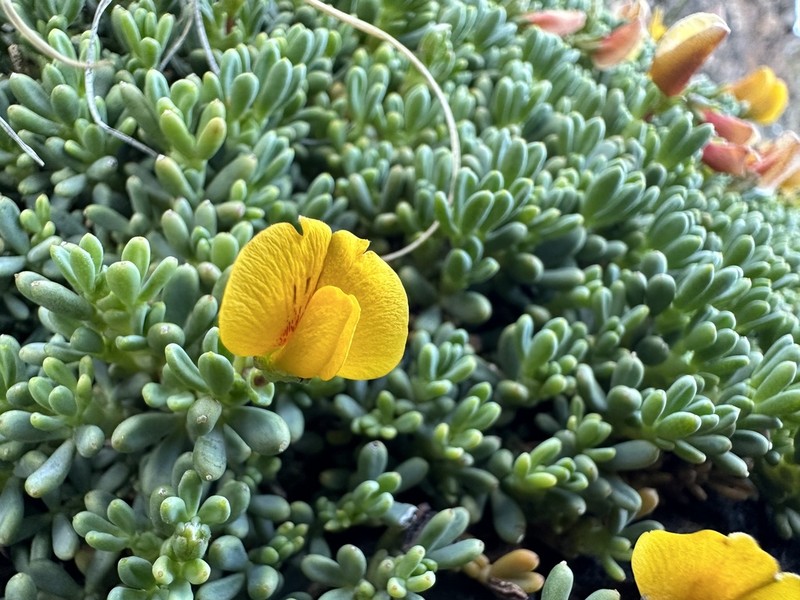 Adesmia salicornioides photo 3
