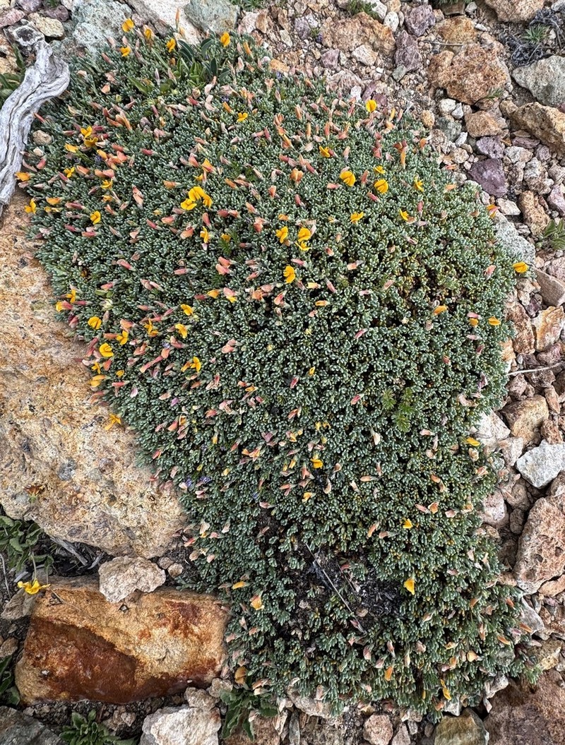 Adesmia salicornioides photo 4
