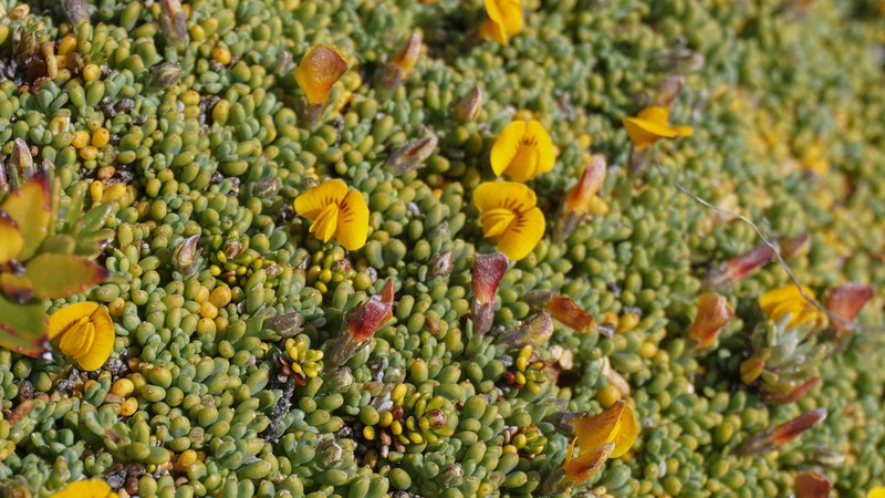 Adesmia salicornioides photo 5