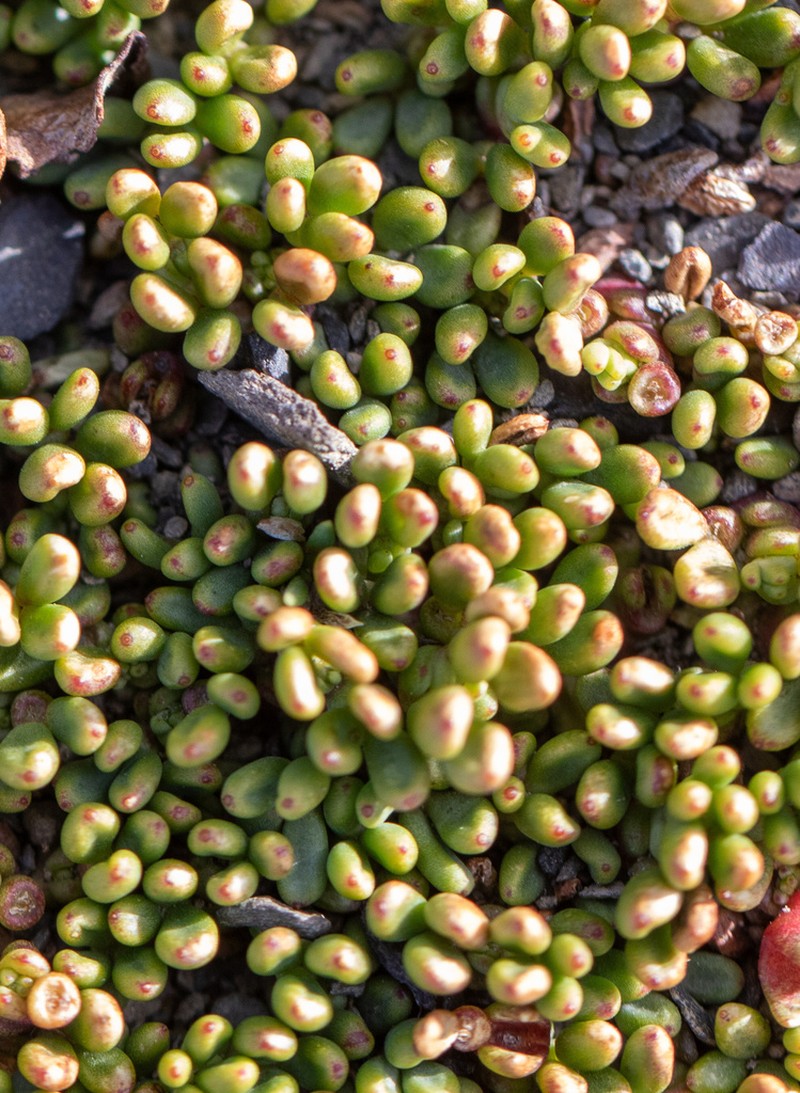 Adesmia salicornioides photo 6