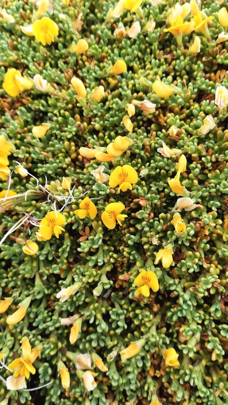 Adesmia salicornioides photo 7