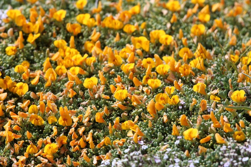 Adesmia salicornioides photo 8
