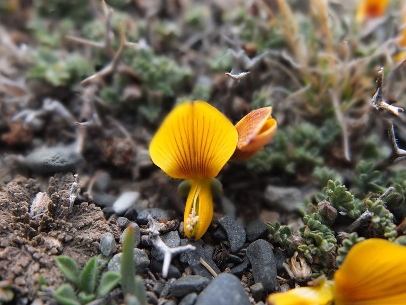 Adesmia schickendanzii