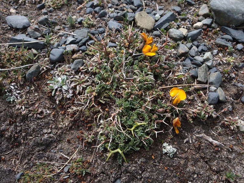 Adesmia schickendanzii photo 2