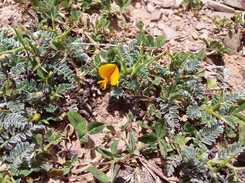 Adesmia schickendanzii photo 3