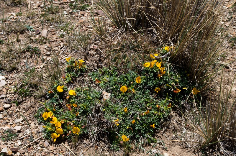 Adesmia schickendanzii photo 4