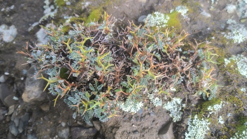 Adesmia schickendanzii photo 5