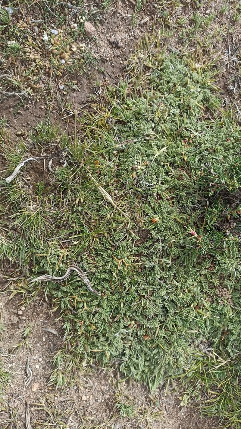 Adesmia schickendanzii photo 6