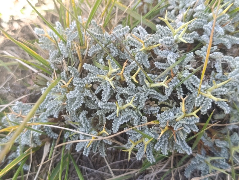 Adesmia schickendanzii photo 7