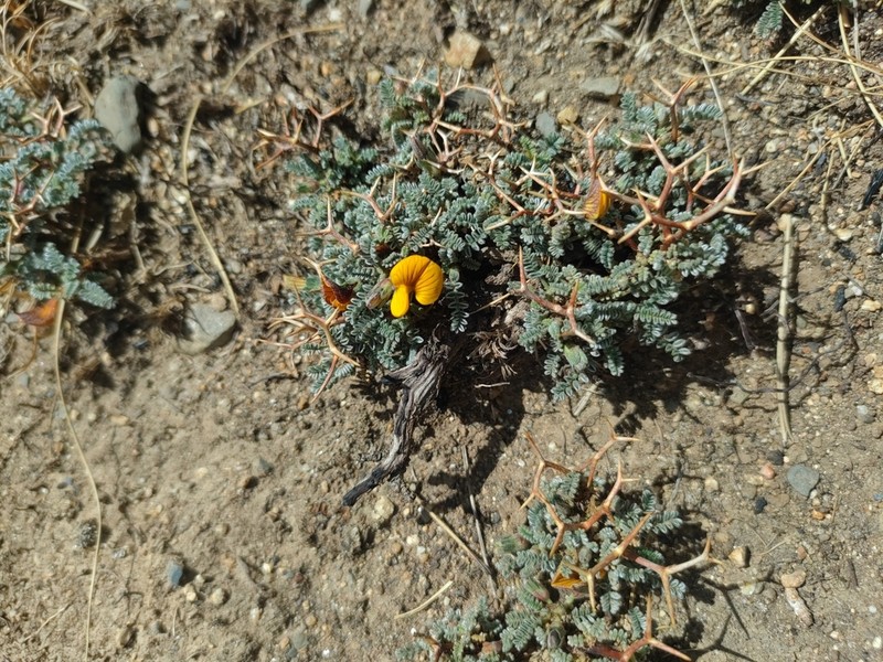 Adesmia schickendanzii photo 8