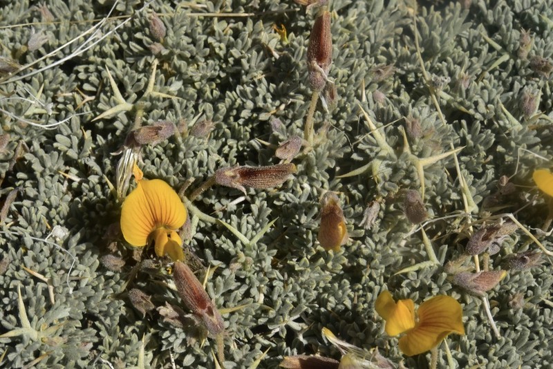 Adesmia schneideri photo 3