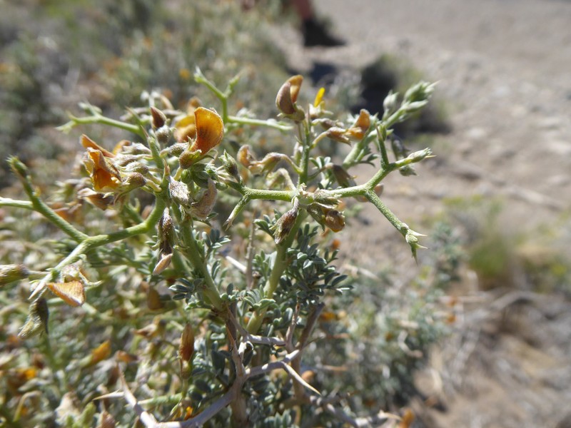 Adesmia schneideri photo 6